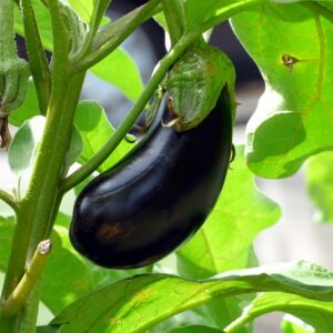 Fresh Brinjal 500g