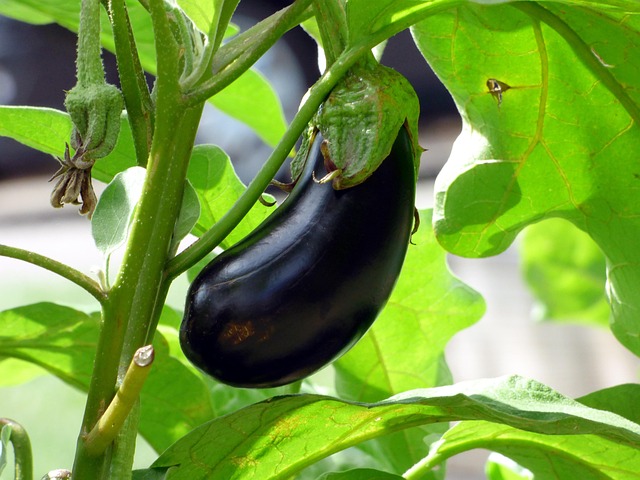 Brinjal
