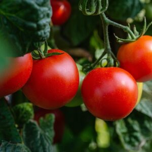 Fresh Tomatoes 500g